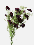 Tige de faux cosmos