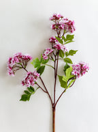 Tige de fausse bouvardia