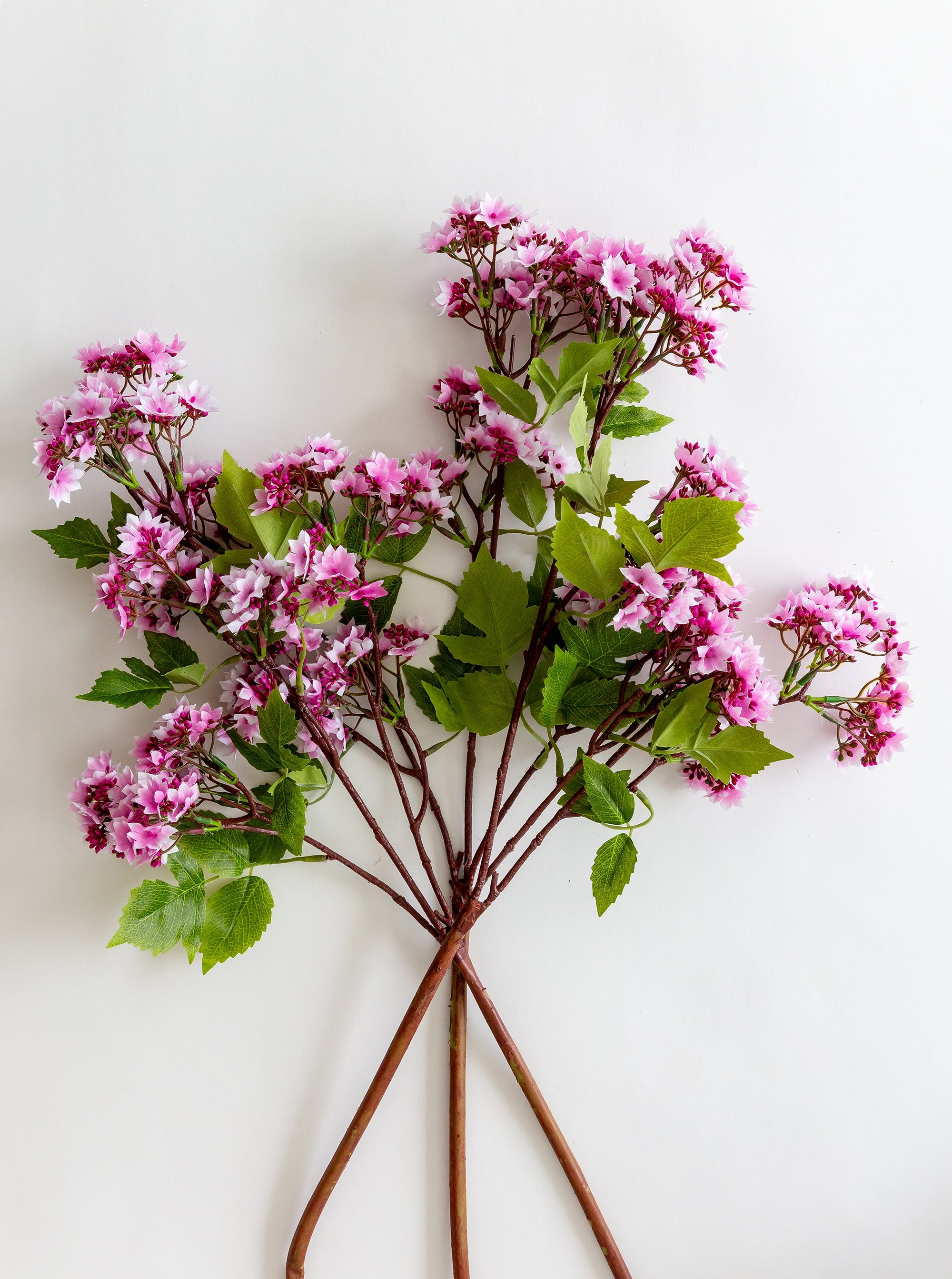 Tige de fausse bouvardia