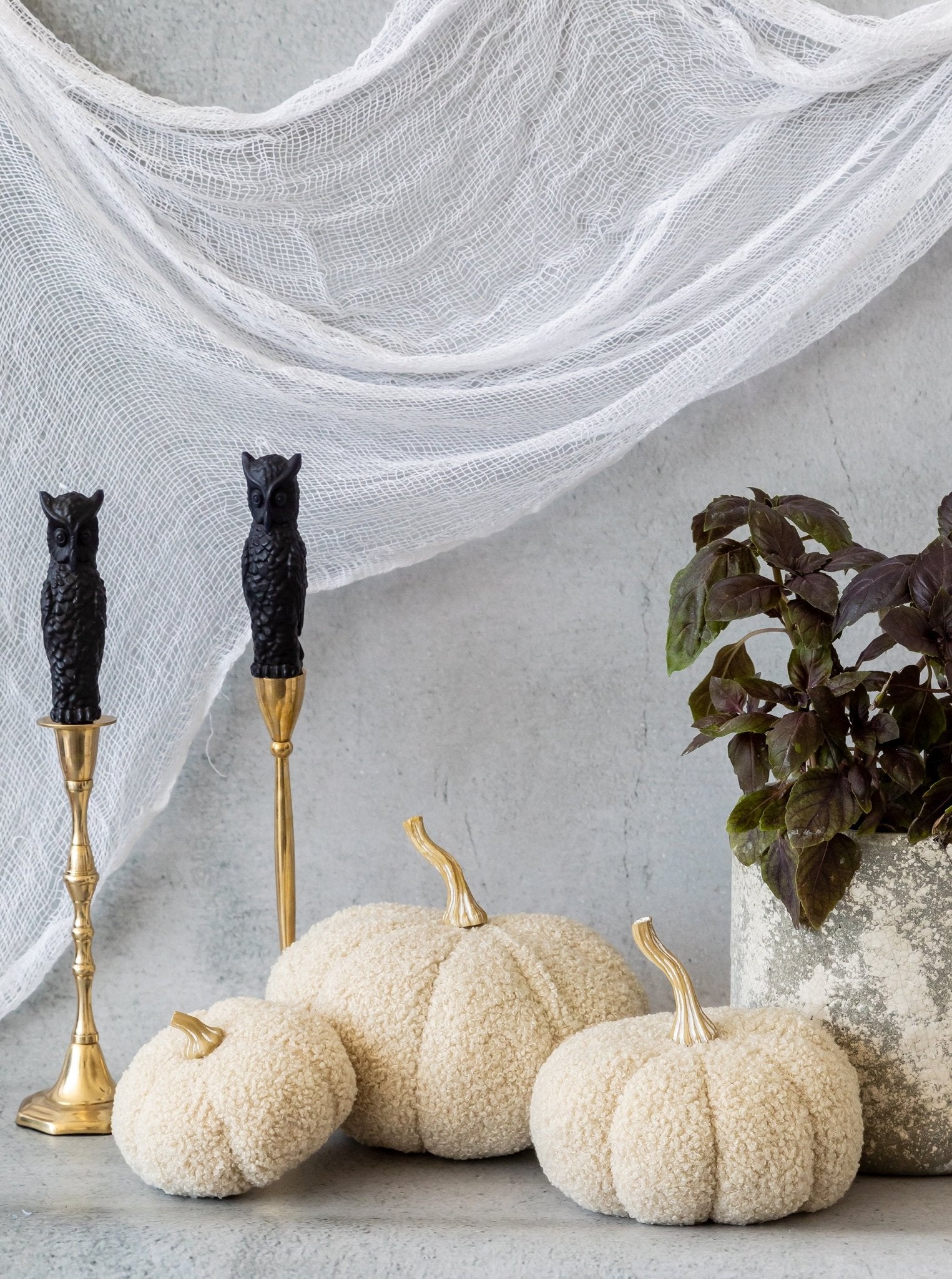 Citrouilles bouclées