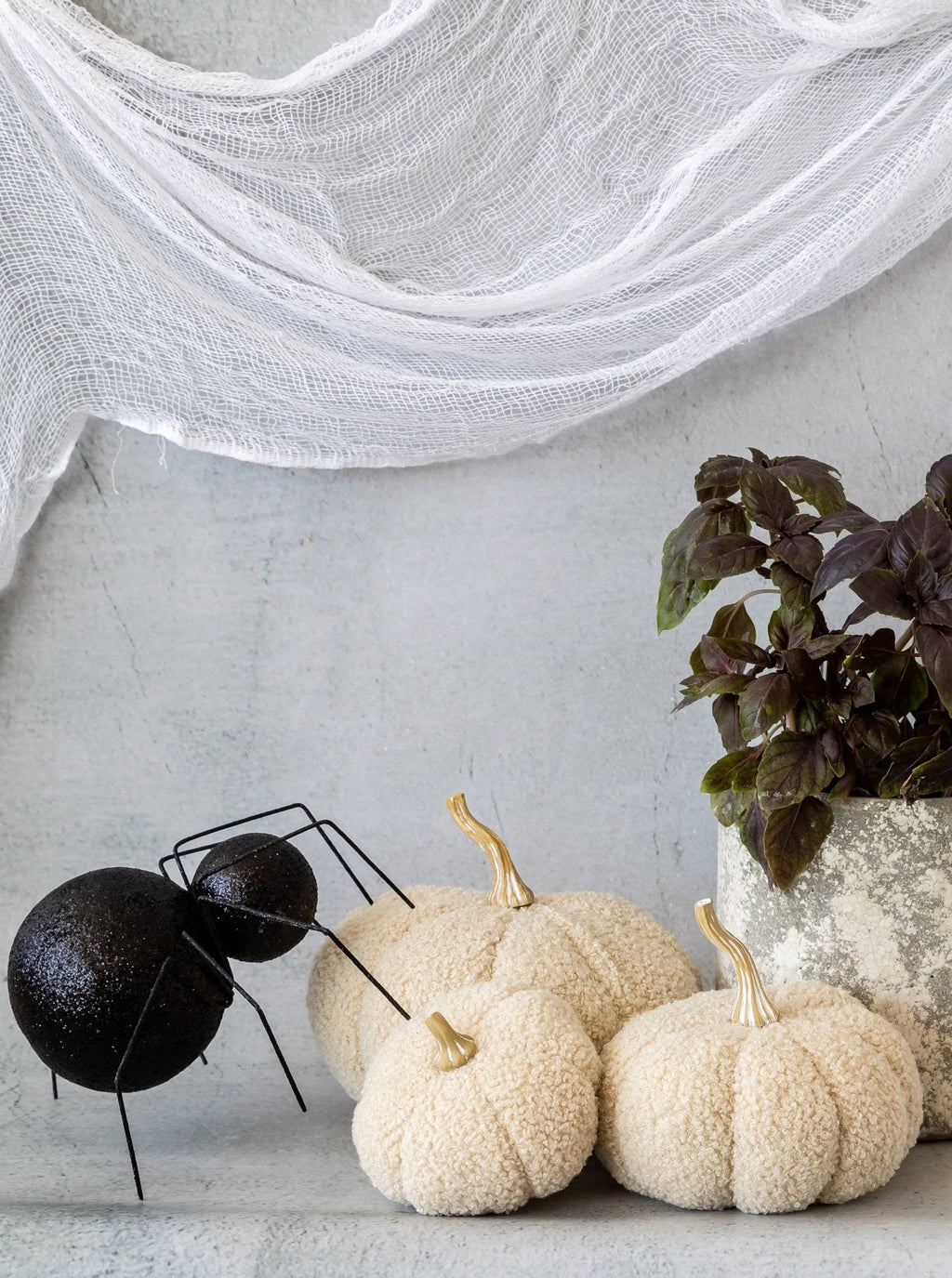 Citrouilles bouclées