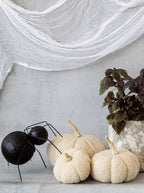 Citrouilles bouclées