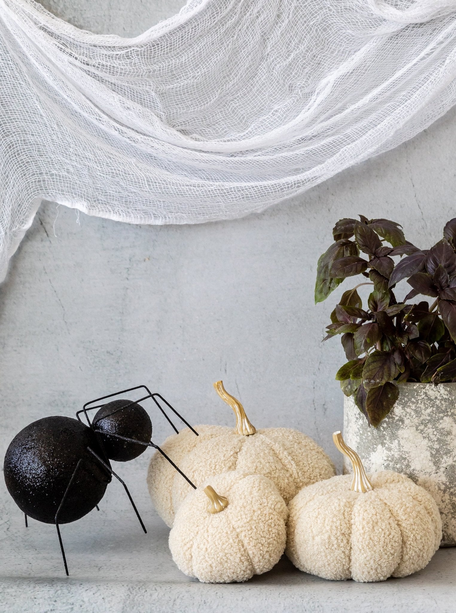 Citrouilles bouclées