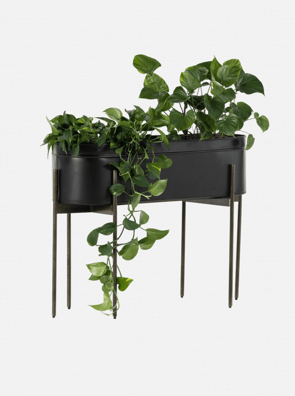 Farrah Planter