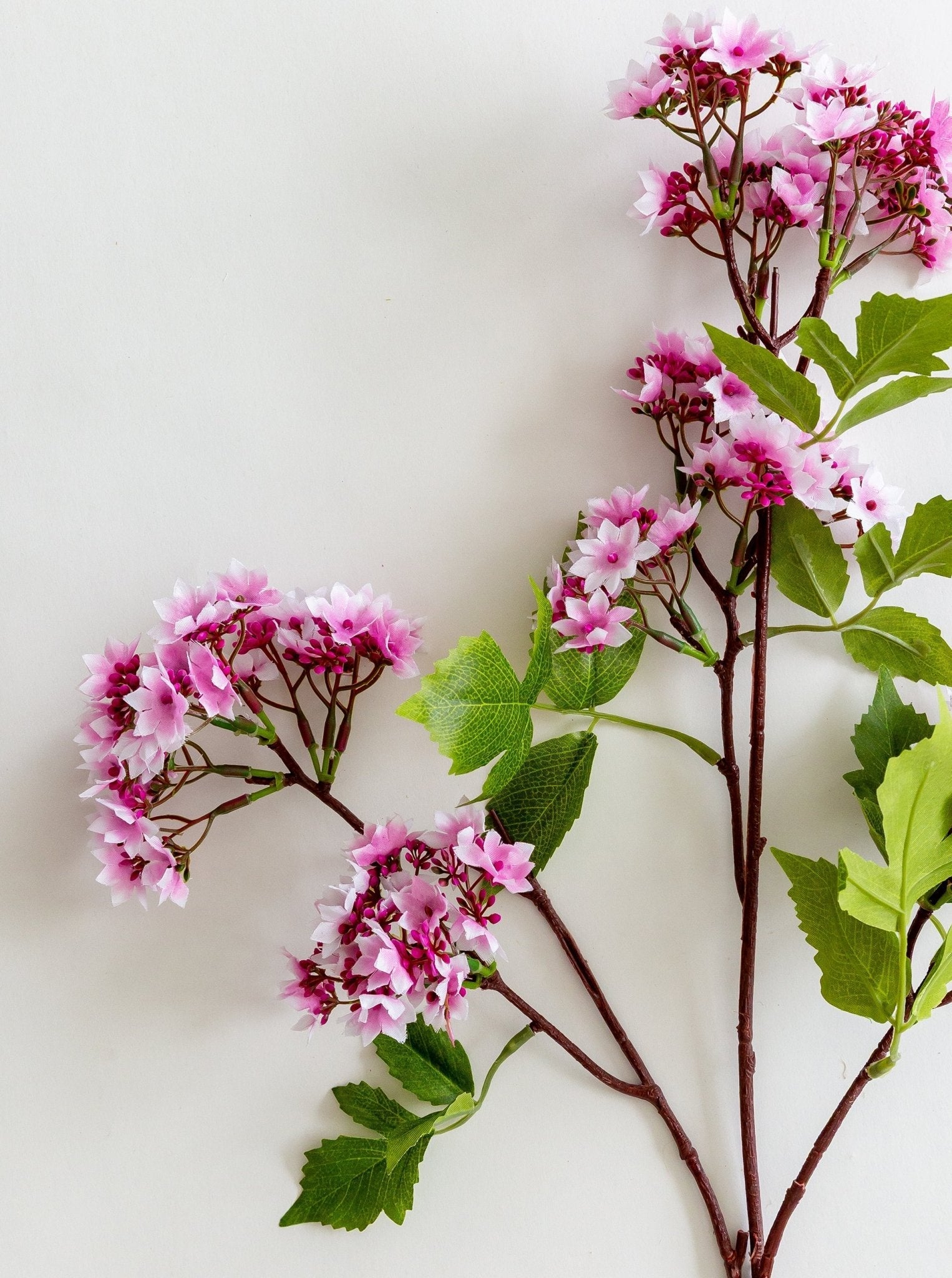 Tige de fausse bouvardia