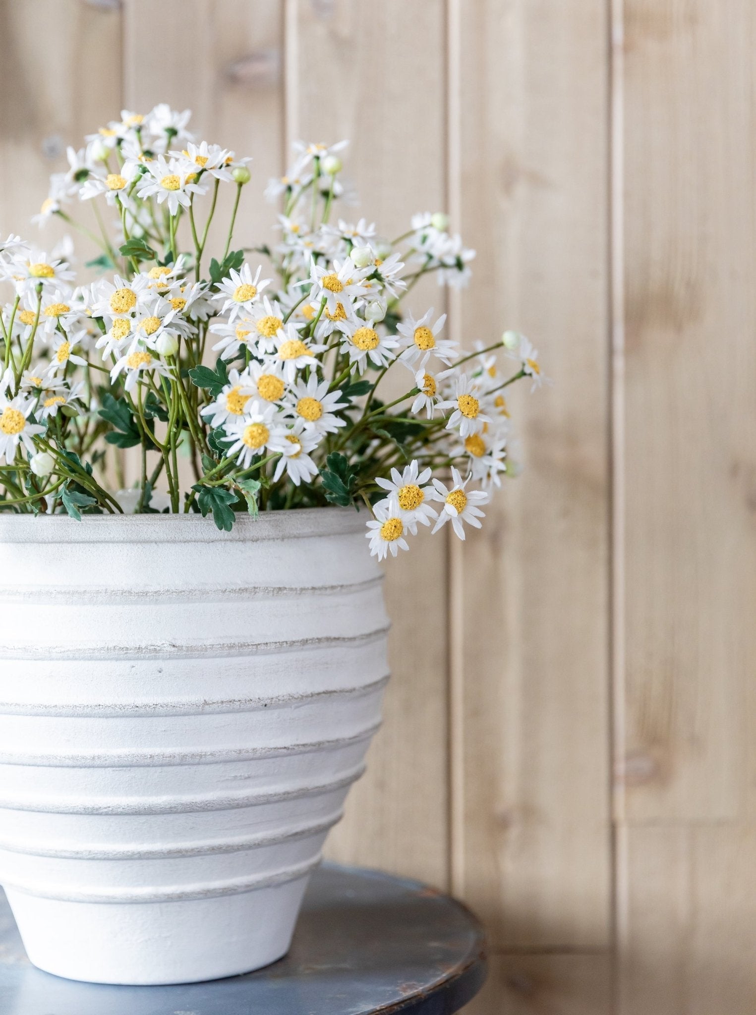 Tige de fausse marguerite