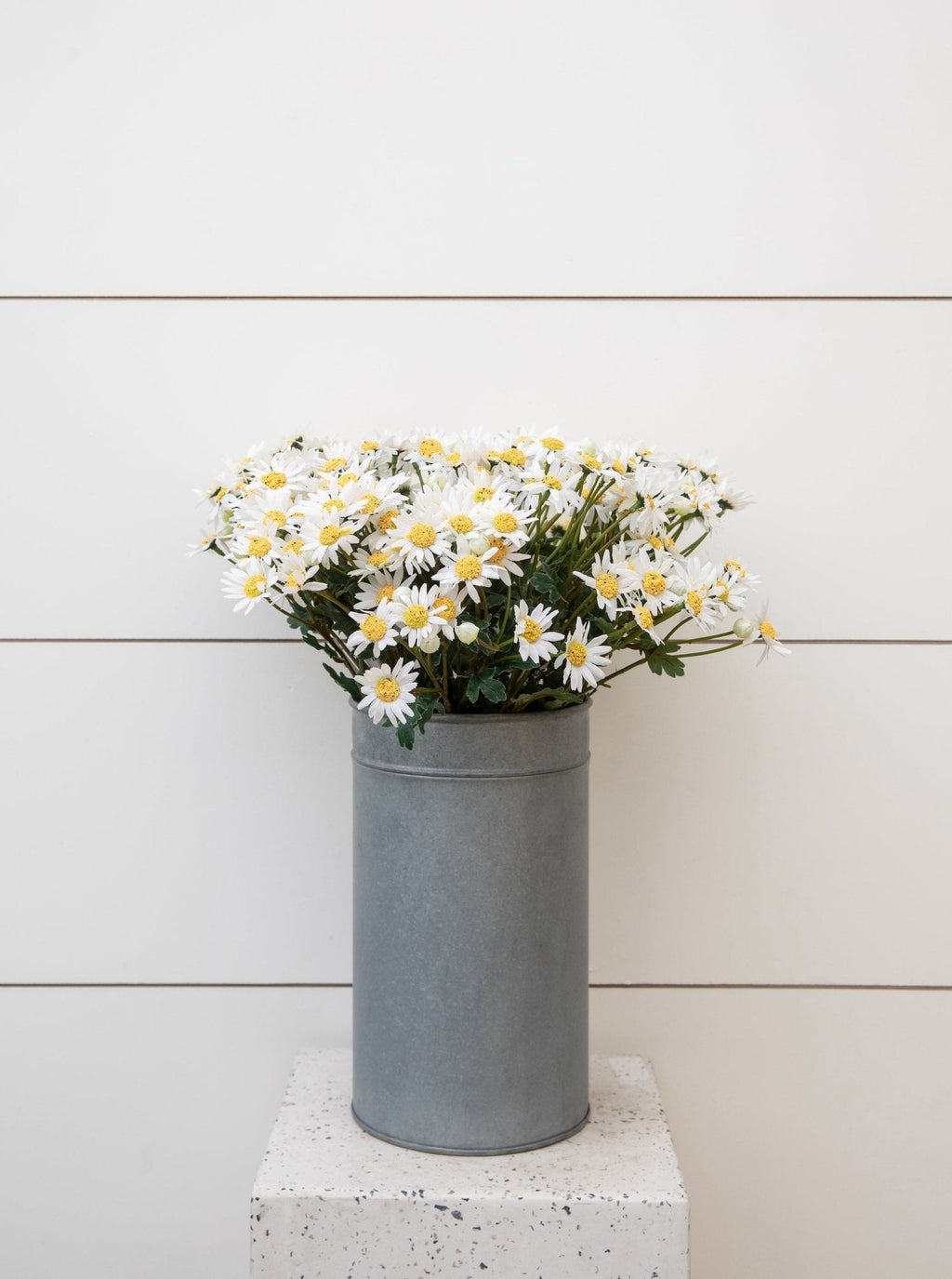 Tige de fausse marguerite