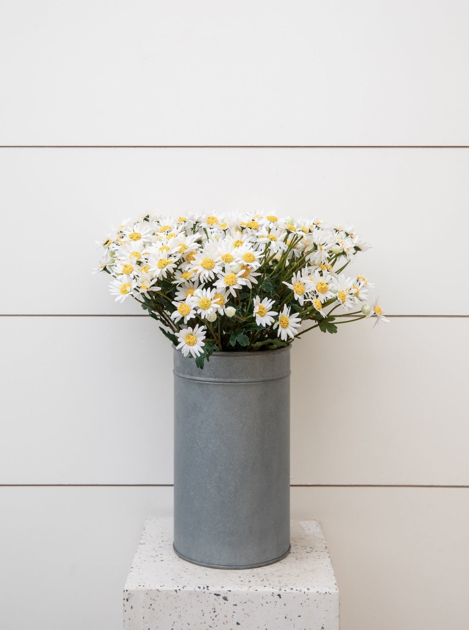 Tige de fausse marguerite