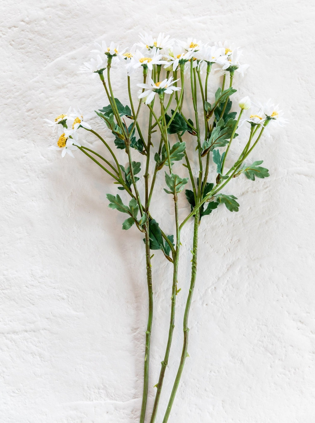 Tige de fausse marguerite