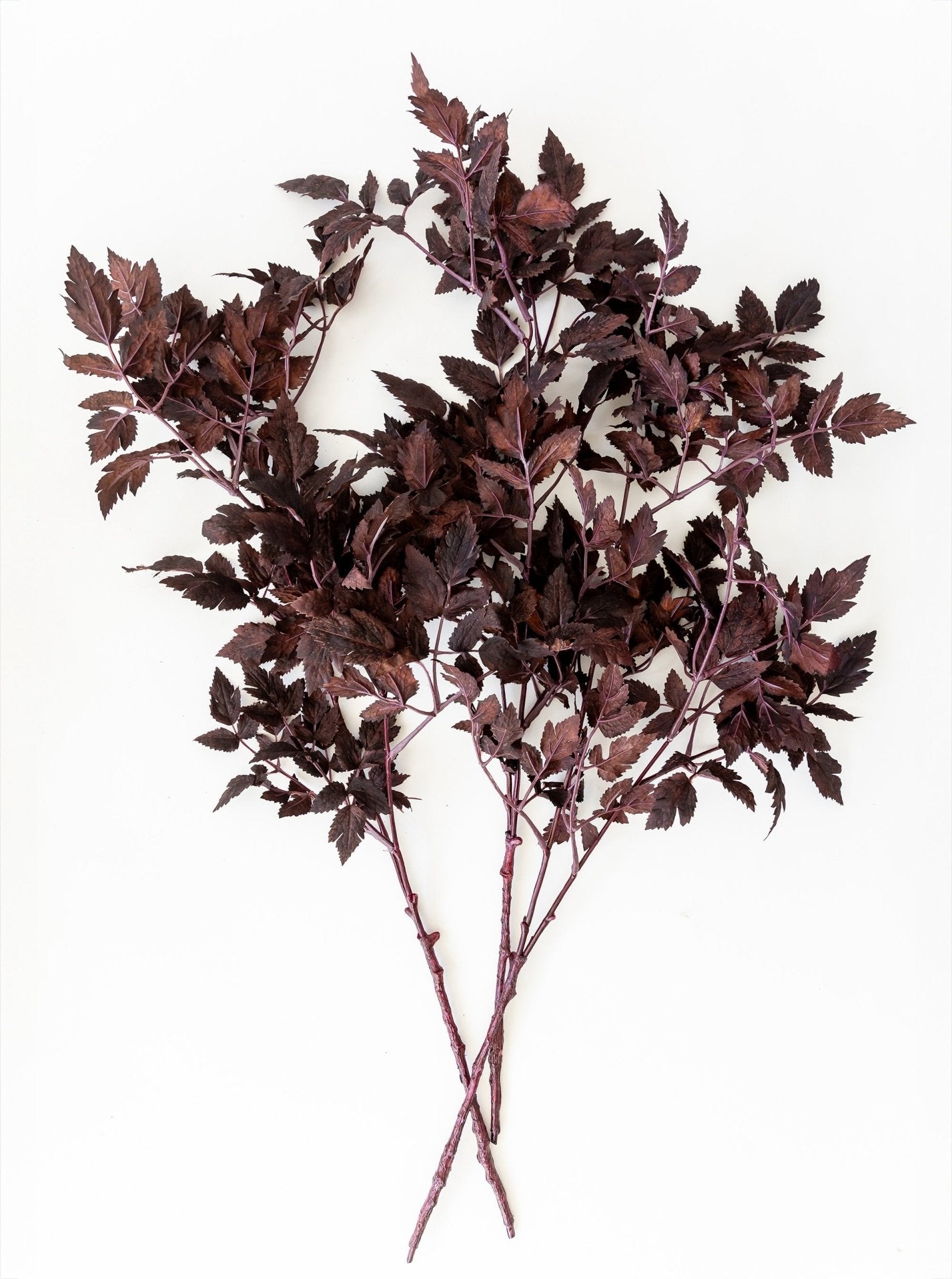 Tige de ramosa de faux prunier