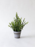 plante perle artificielle en pot