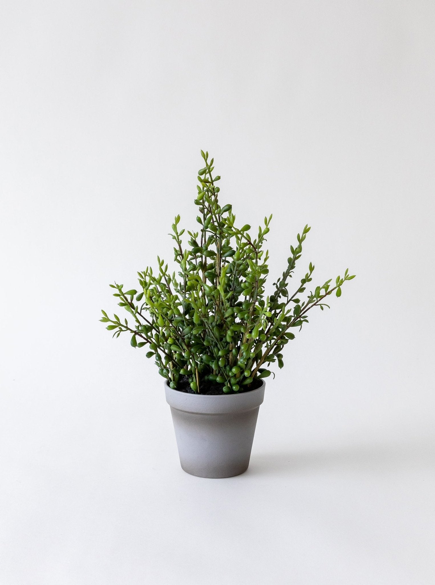 plante perle artificielle en pot