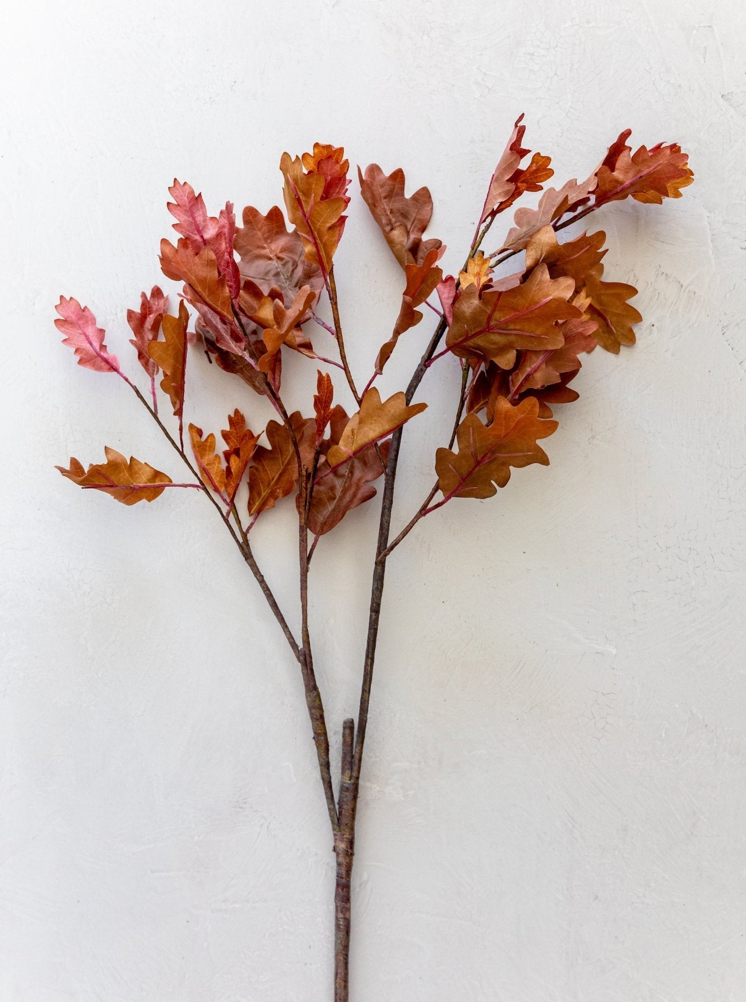 Tige en faux chêne rouge