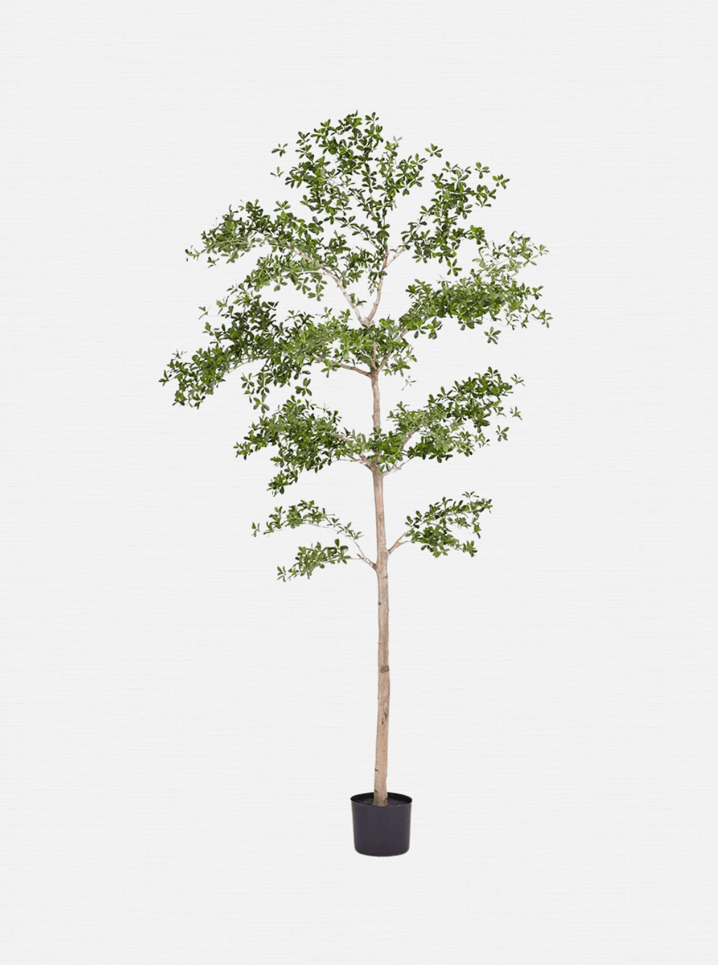 Faux arbre à dames ombragé