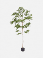 Faux arbre à dames ombragé