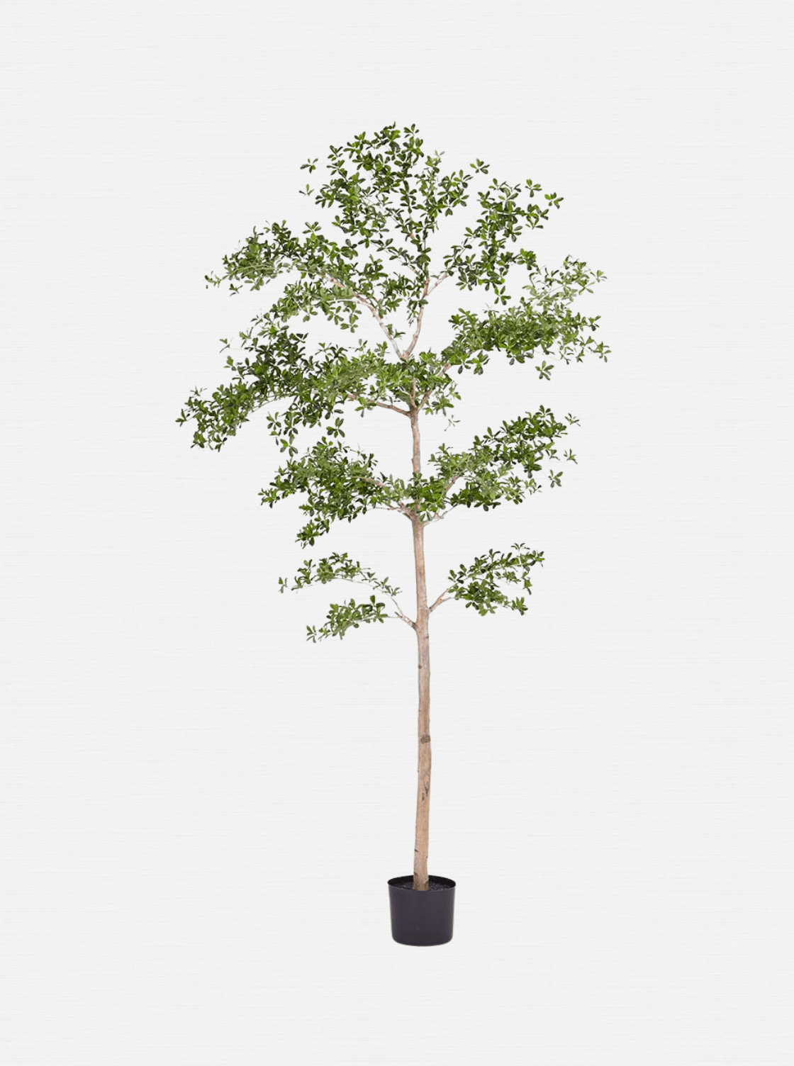 Faux arbre à dames ombragé