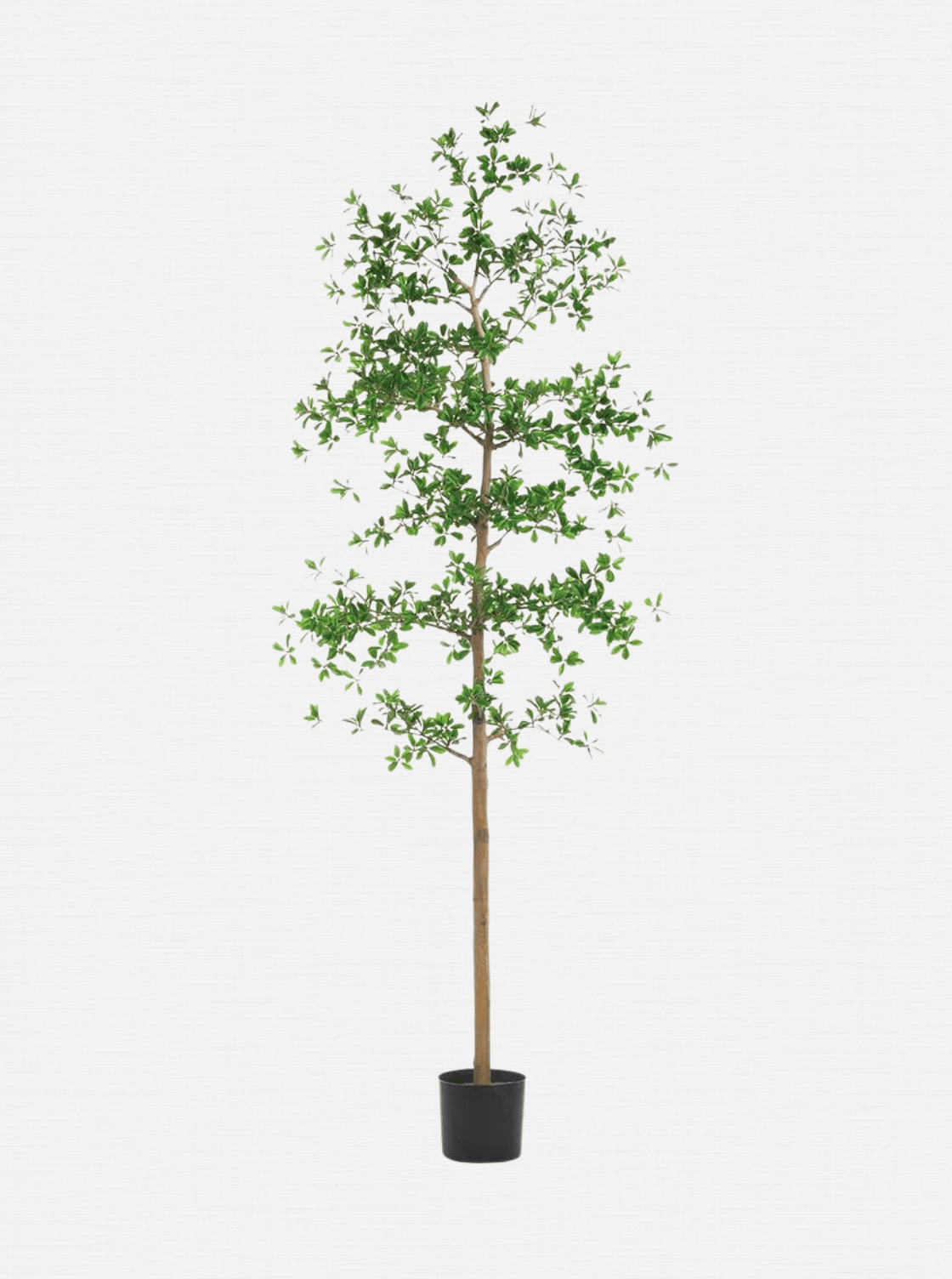 Faux arbre à dames ombragé