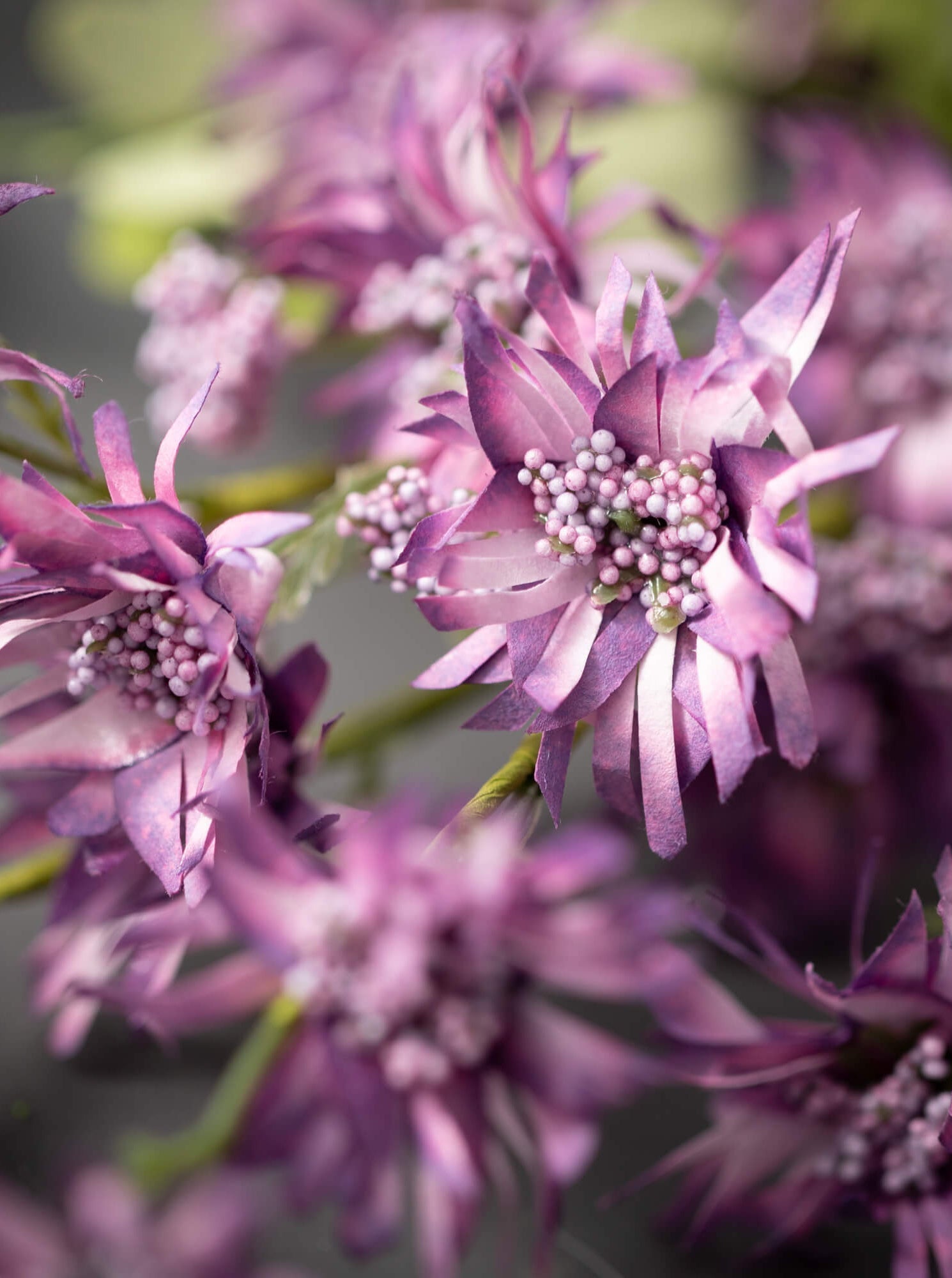 Tige de fausse fleur sauvage