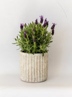 Pots cannelés | Lot de 2