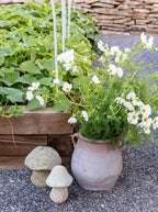 Champignons de jardin