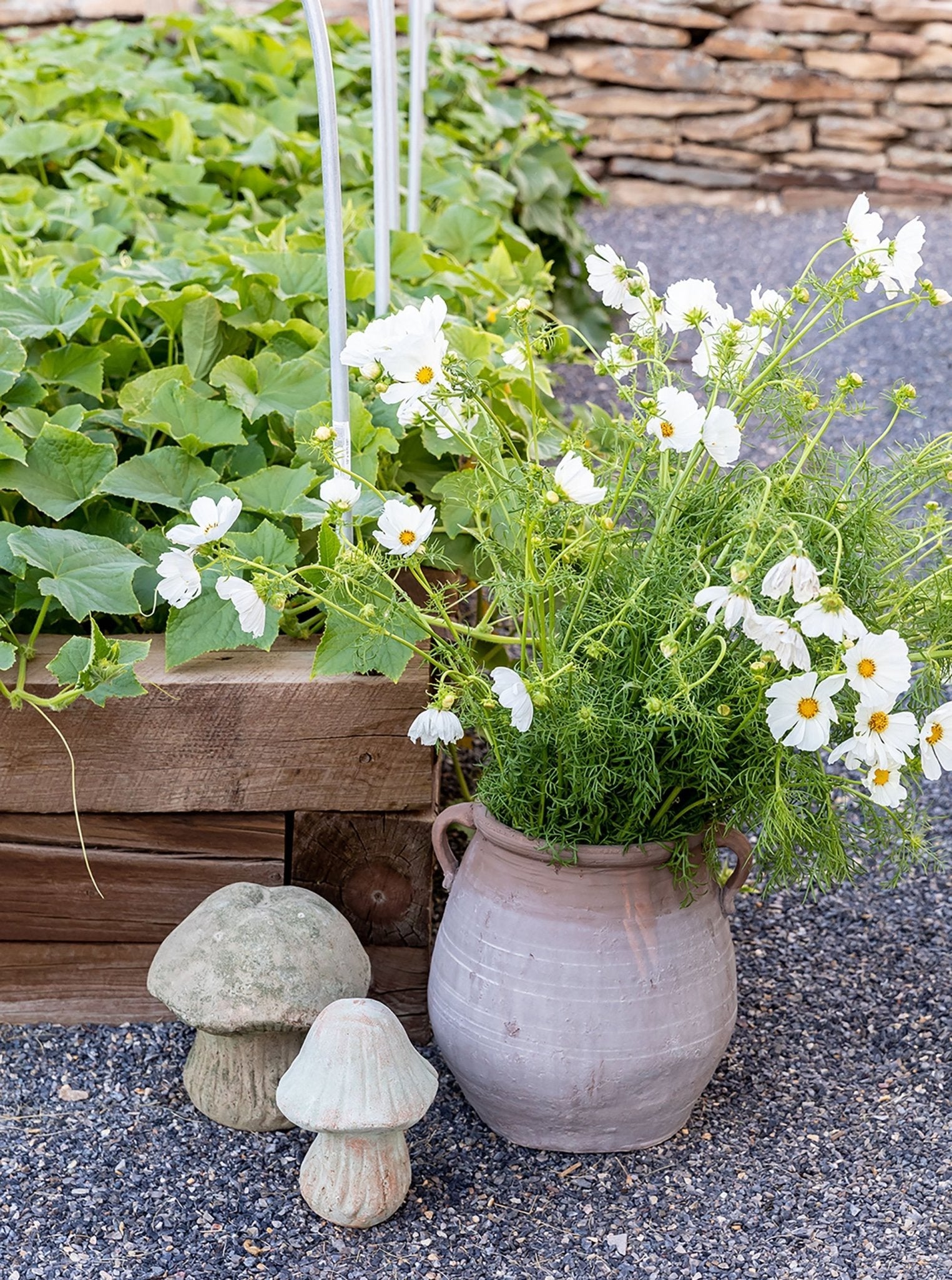 Champignons de jardin