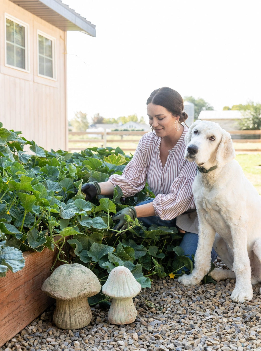 Champignons de jardin