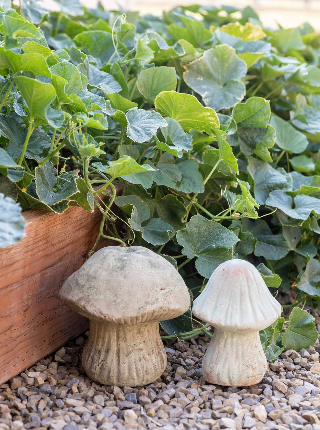 Champignons de jardin