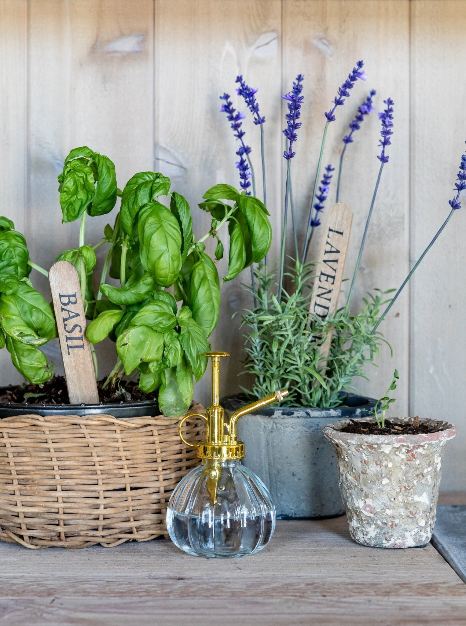 Brumisateur pour plantes en verre