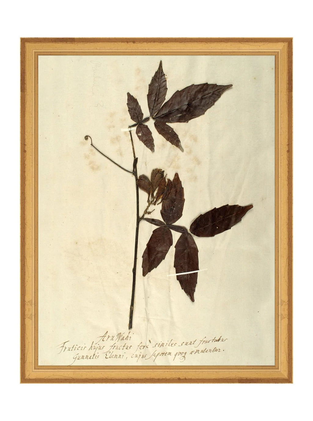 Herbier I