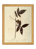 Herbier I