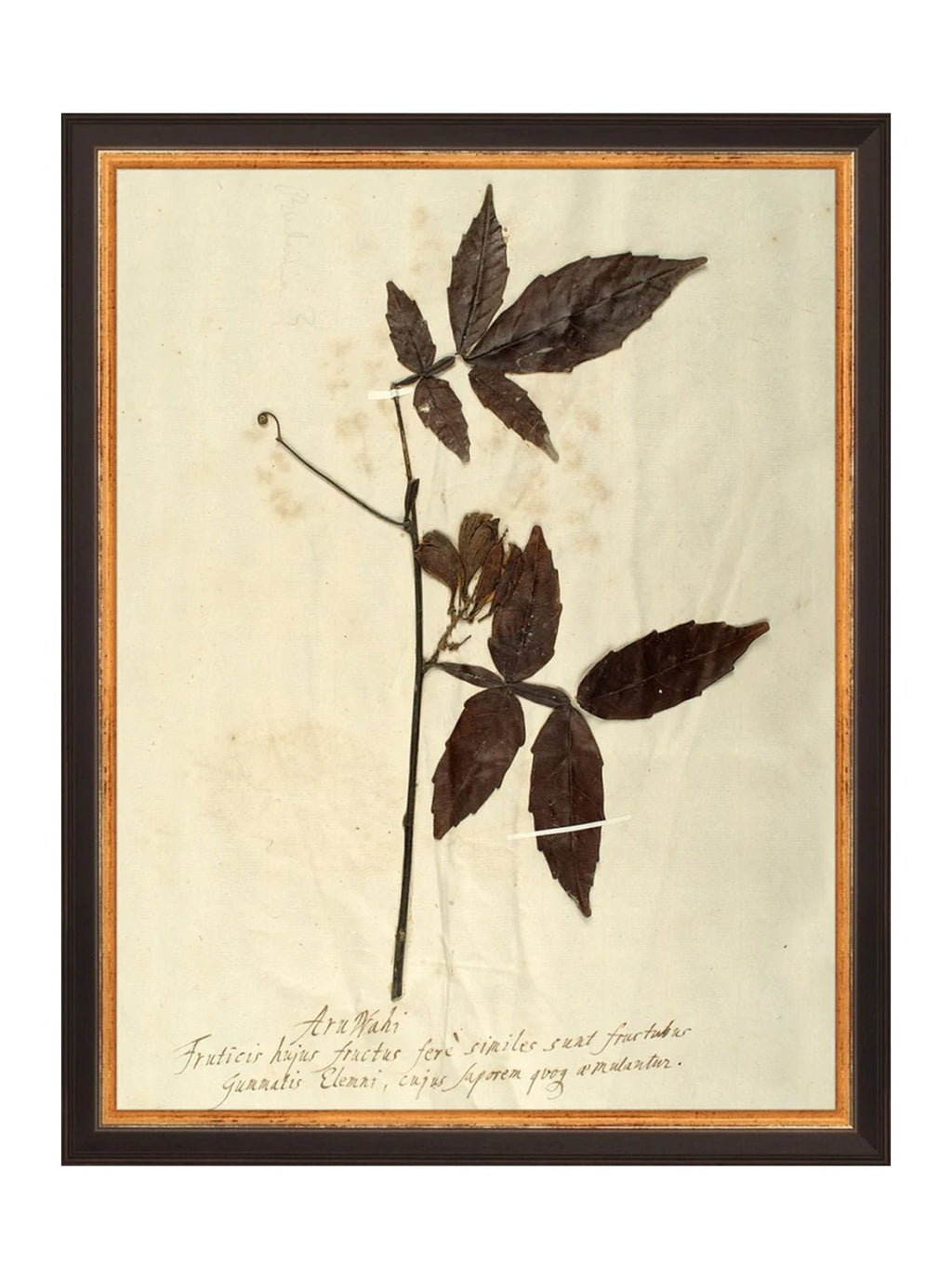 Herbier I