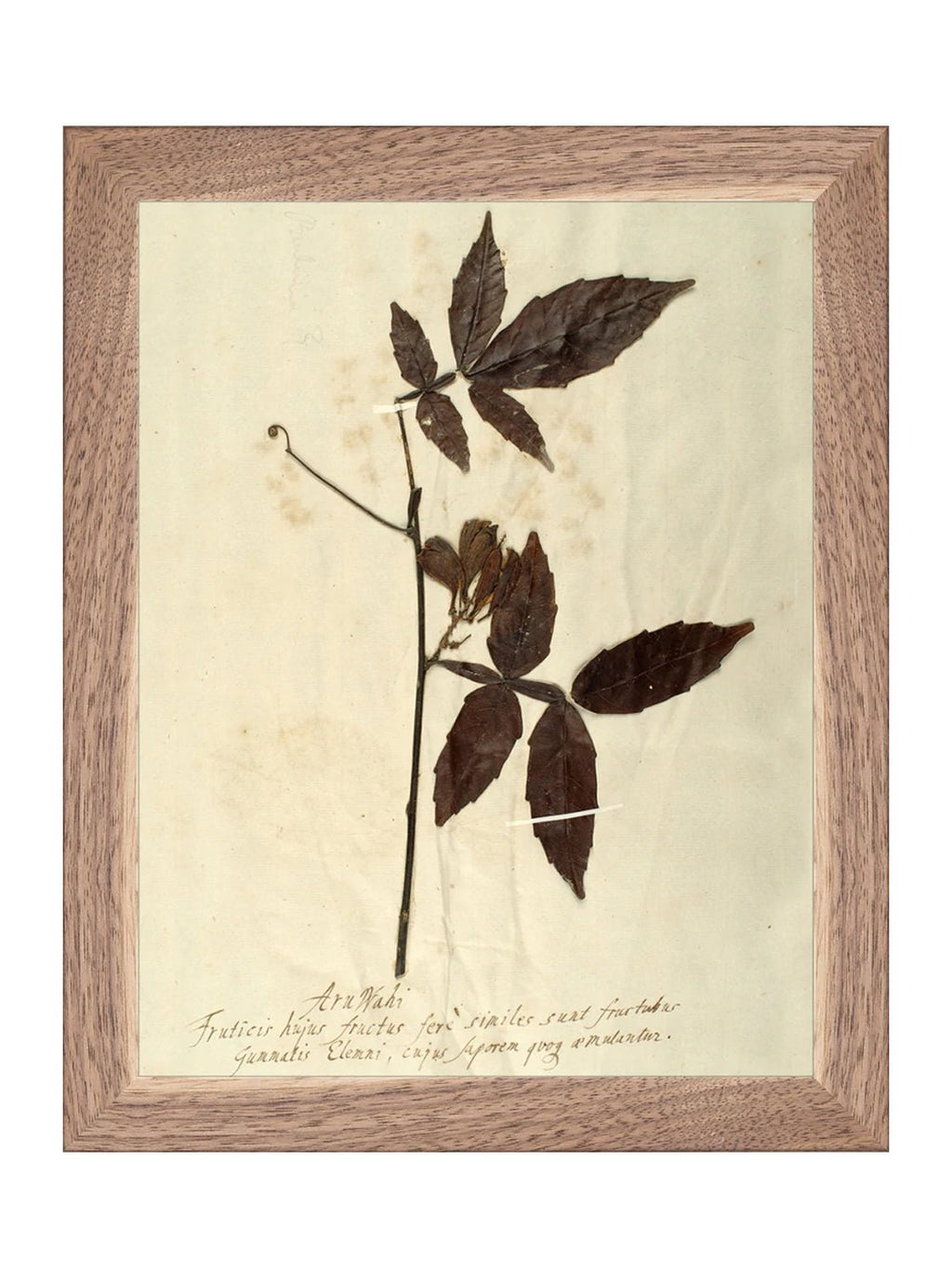 Herbier I
