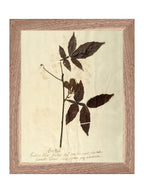 Herbier I