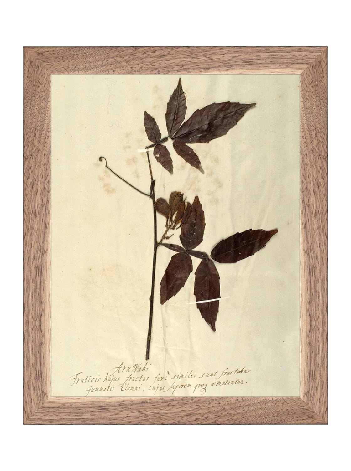 Herbier I