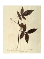 Herbier I