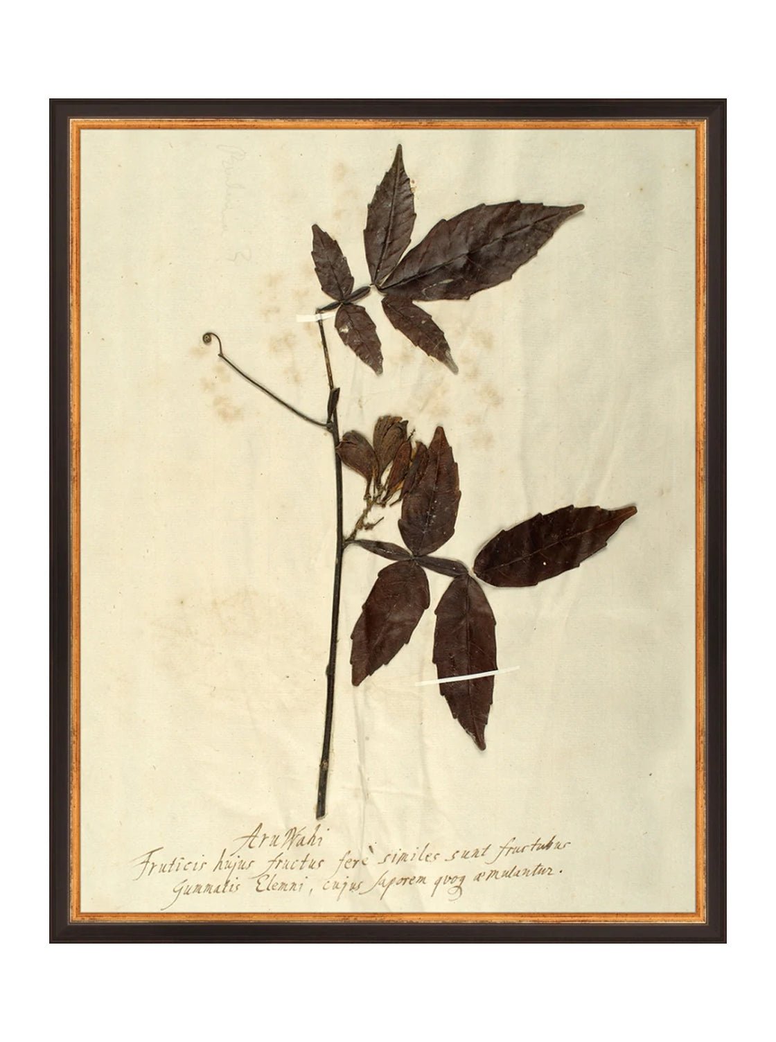Herbier I