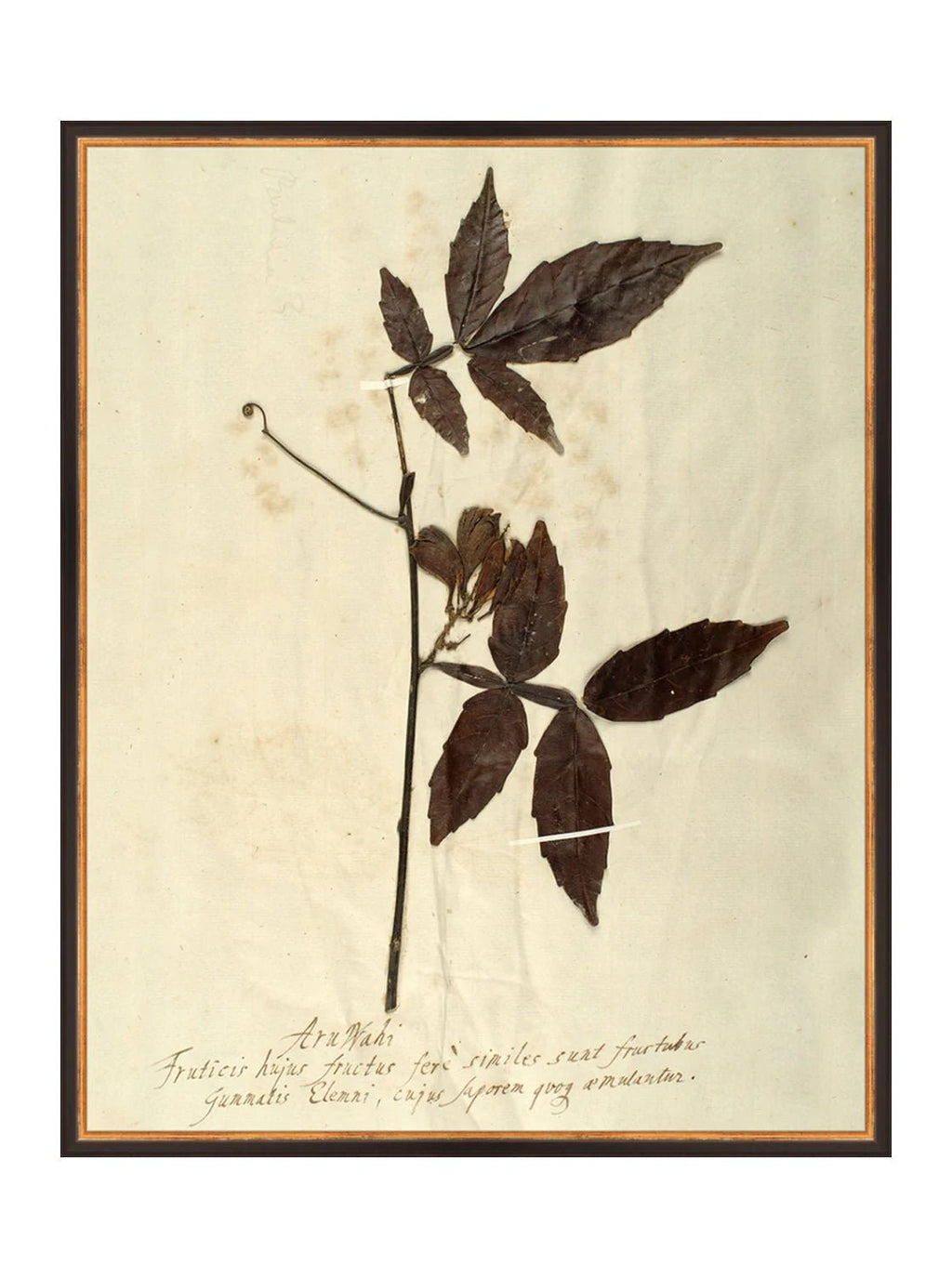Herbier I