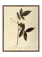 Herbier I