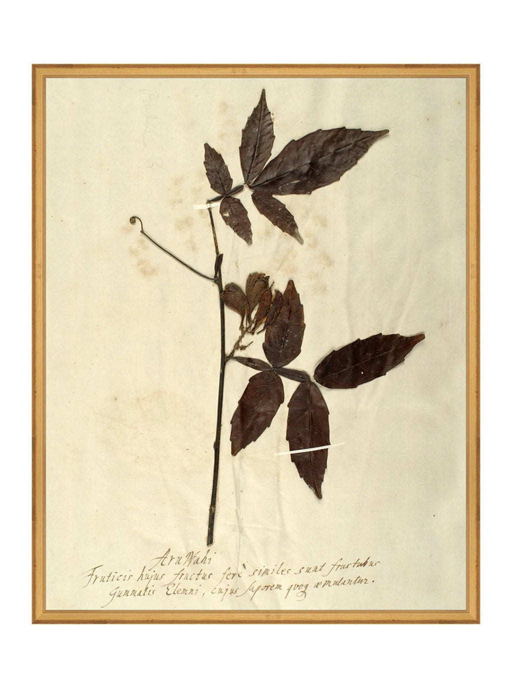 Herbier I