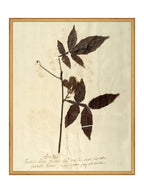 Herbier I