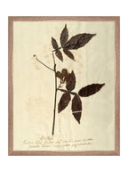Herbier I
