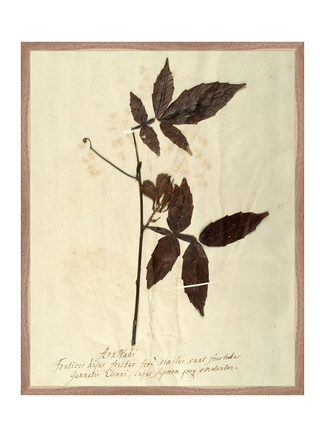 Herbier I