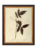 Herbier I