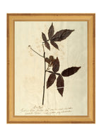 Herbier I
