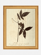Herbier I