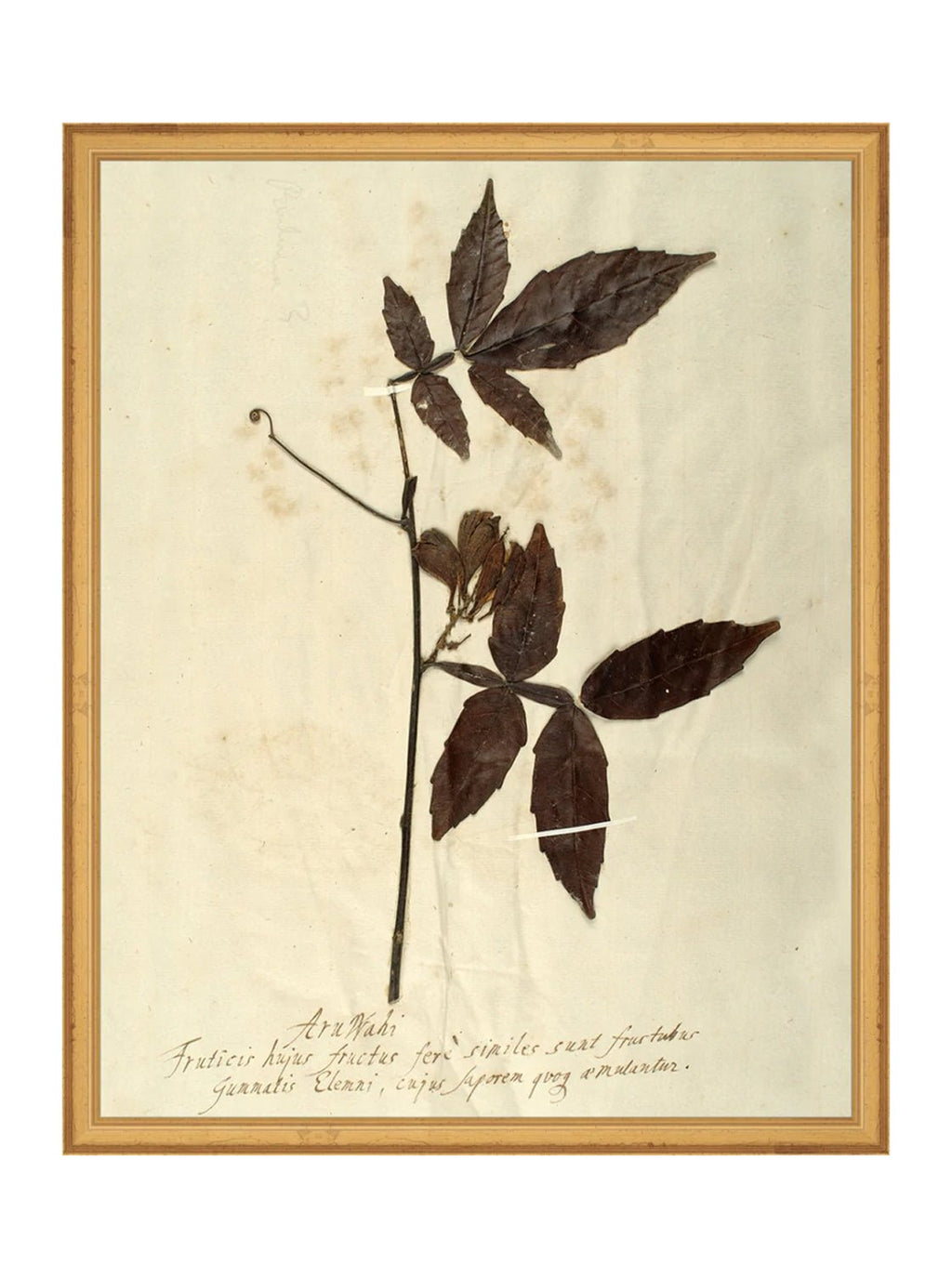 Herbier I