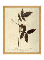 Herbier I