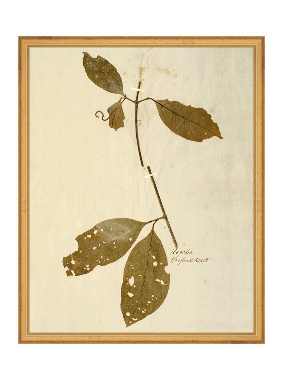 Herbier II