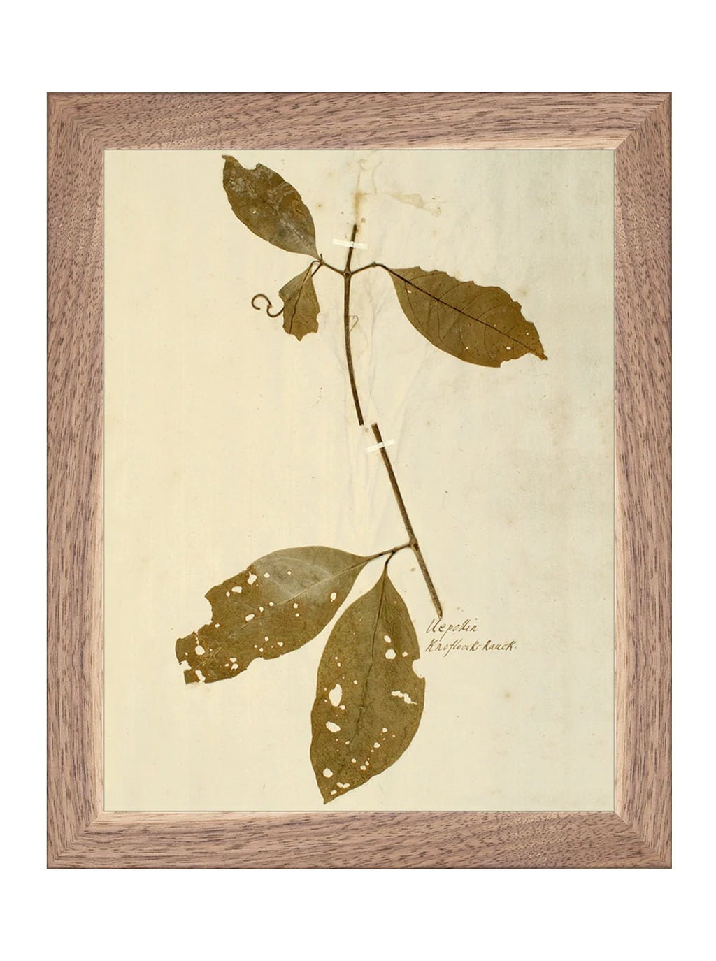 Herbier II