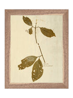Herbier II